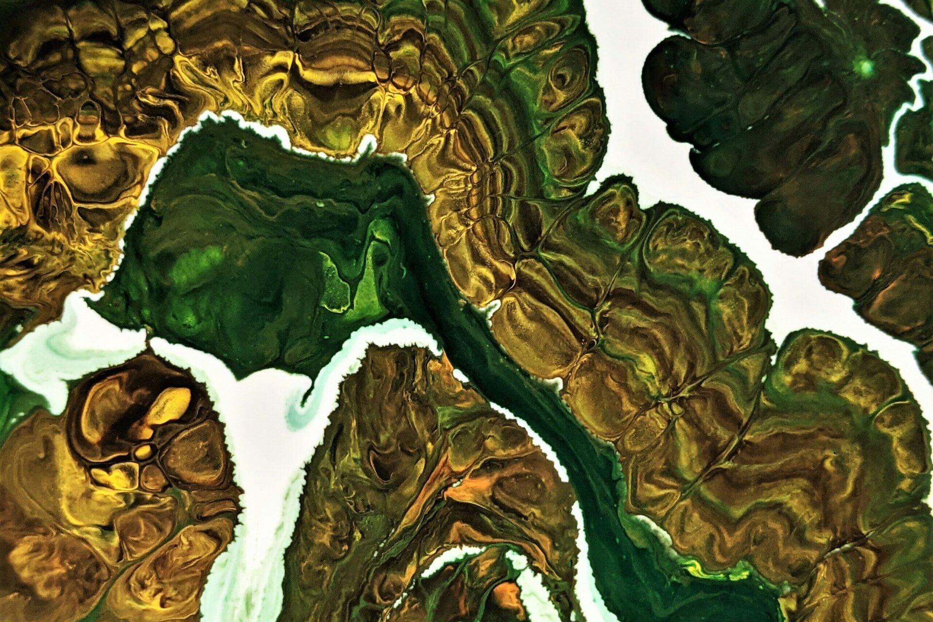 18_plancton ecosysteme lacustre_susan-wilkinson-Et1ZlX0Rmk0-unsplash