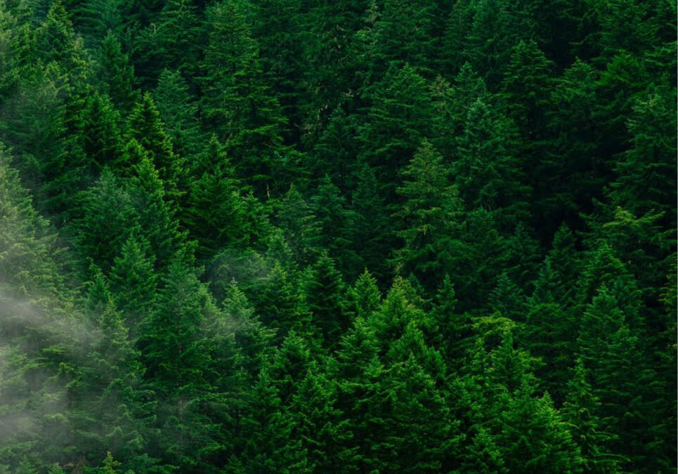 Note d&rsquo;éclairage #17 – OMNIBUS I : simplification ou dérégulation ?